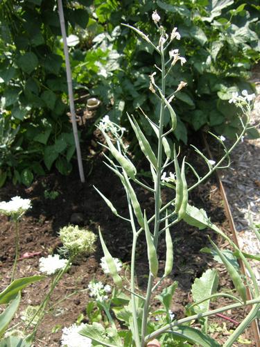 A plant with seed pods attached to the branches. Photo by Cheryl Moore-Gough